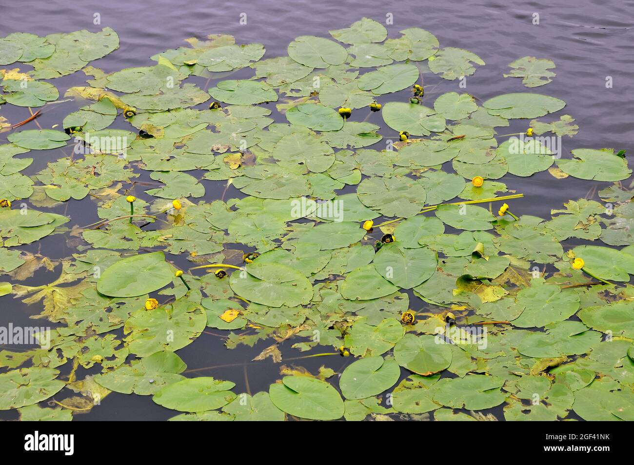 yellow waterlily, brandybottle, or spadderdock, Gelbe Teichrose