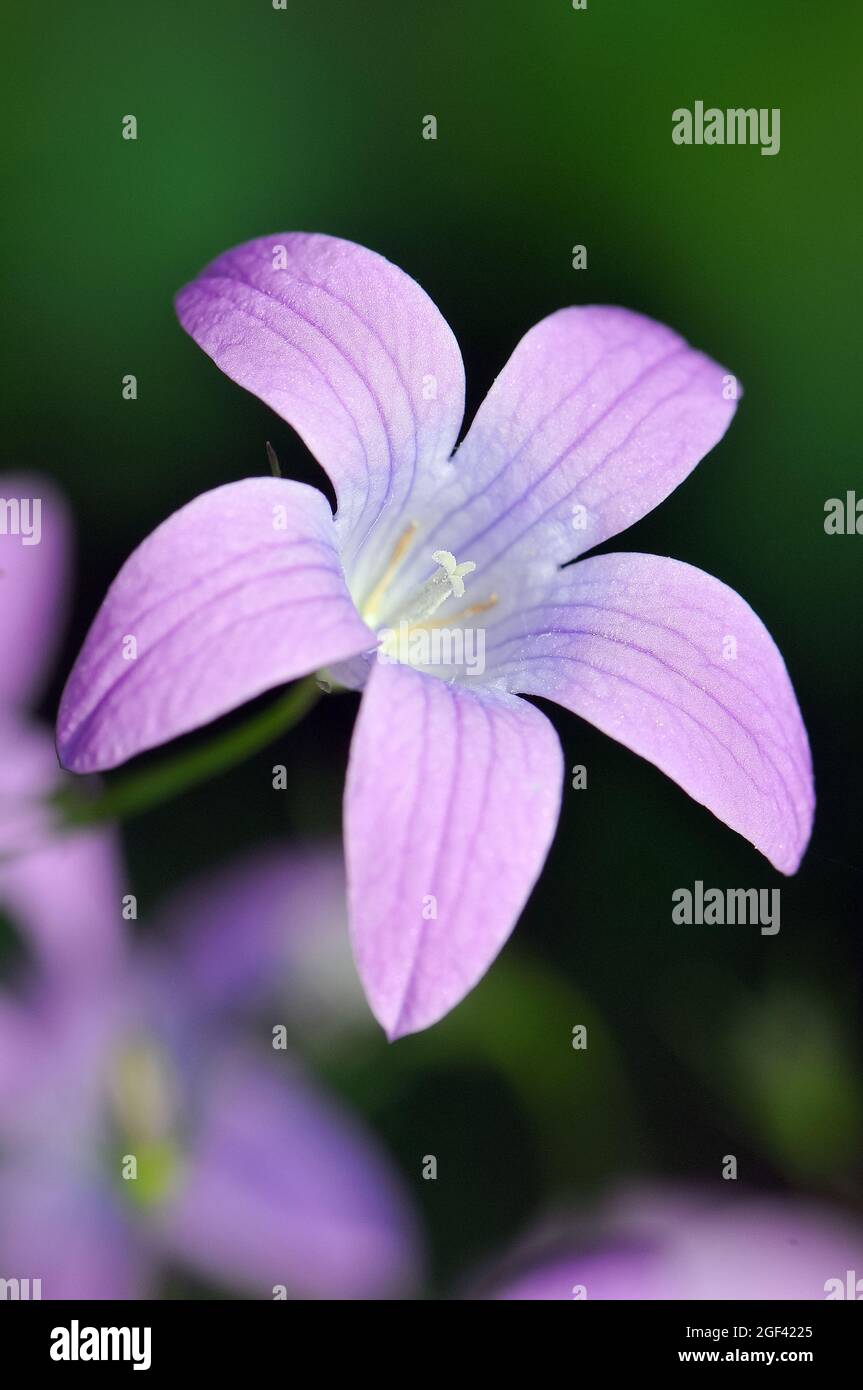 spreading bellflower, Wiesen-Glockenblume, Campanula patula, terebélyes harangvirág, Őrség, Hungary, Magyarország, Europe Stock Photo