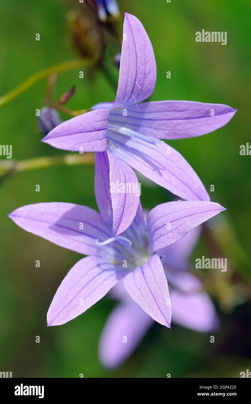 spreading bellflower, Wiesen-Glockenblume, Campanula patula, terebélyes harangvirág, Őrség, Hungary, Magyarország, Europe Stock Photo