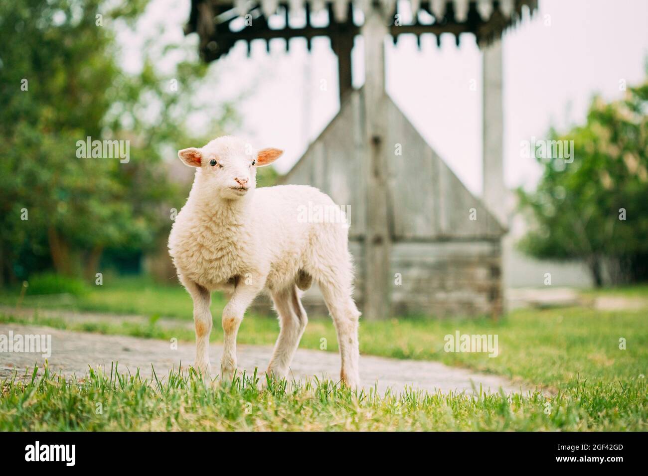 Domestic Small Sheep Lamb Grazing Feeding In Village Yard. Sheep