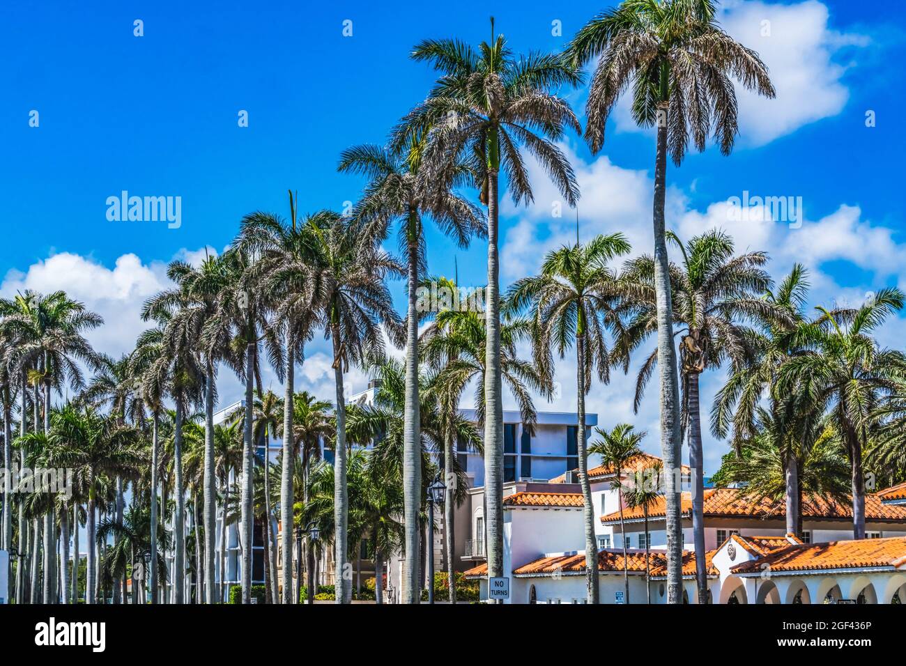 Tall Palm Trees Apartment Orange Roofs Buildings Downtown Palm Beach