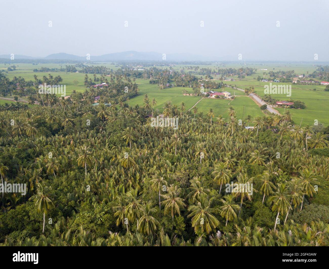 Aerial View Green Coconut Trees Over Paddy Field At Kuala Muda Kedah Stock Photo Alamy