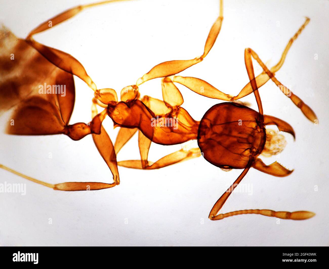 Ant. Photomicrography. Stock Photo