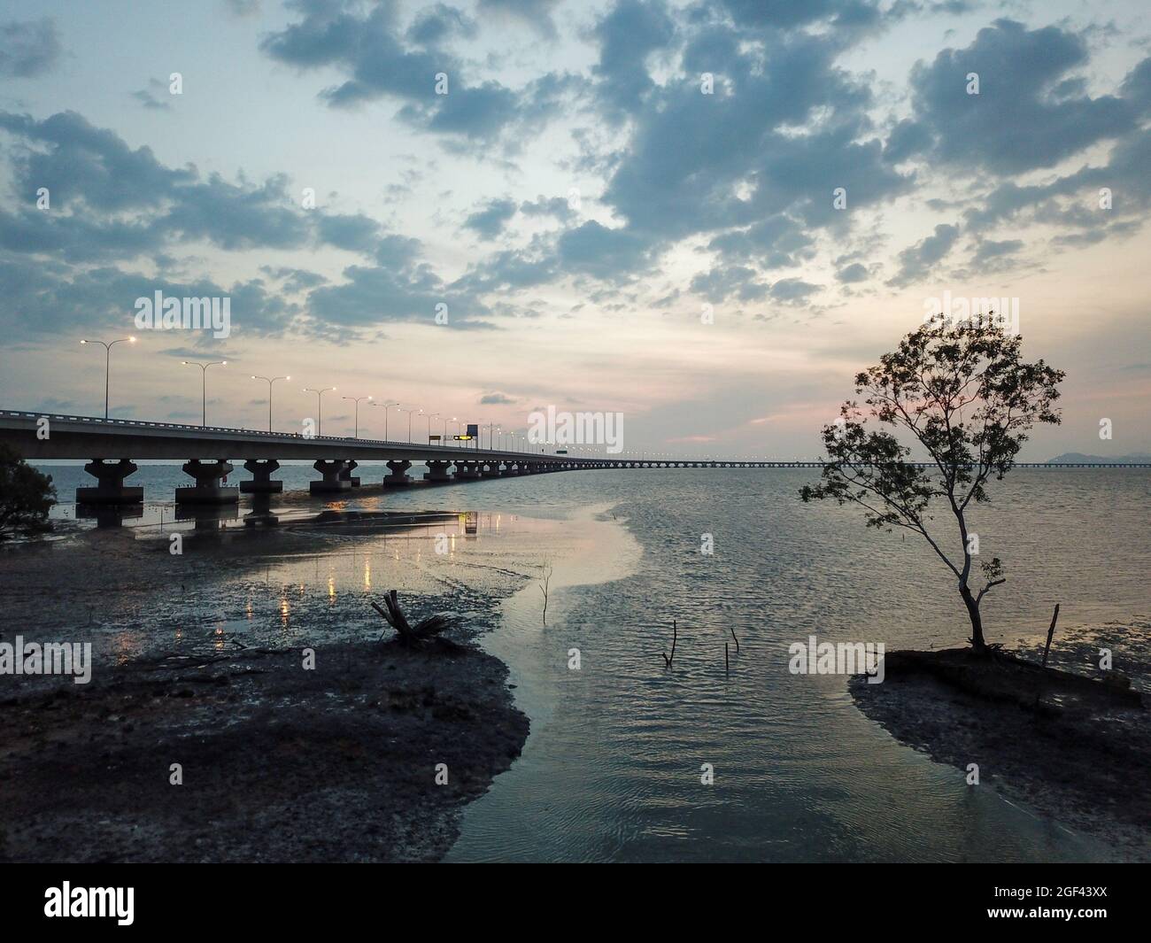 Mangrove tree at the shore of Batu Kawan. Background is Penang Bridge. Stock Photo