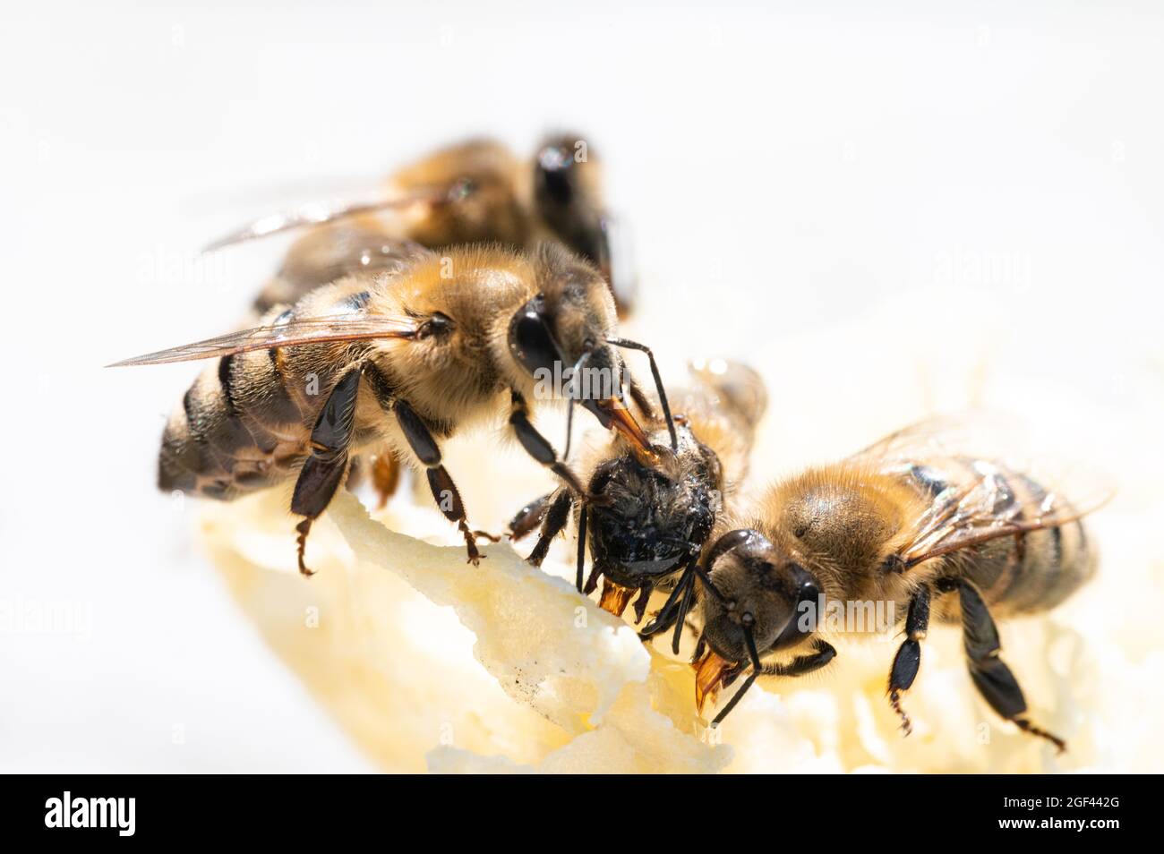 Honey Bees Eating Honey out of Comb Stock Photo Alamy