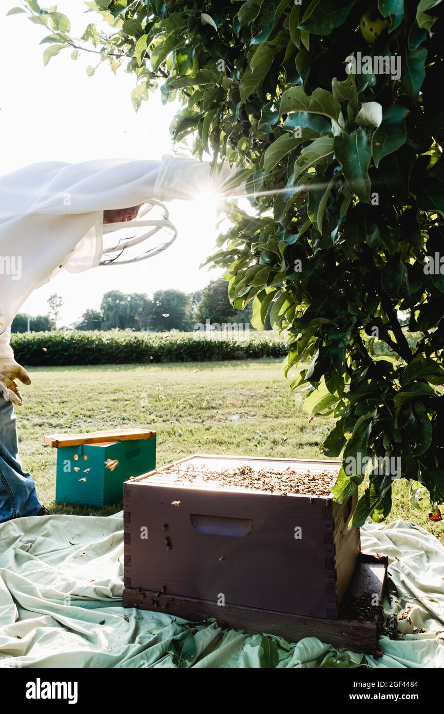 Beekeeper Getting Swarm of Honey Bees out of Tree Stock Photo