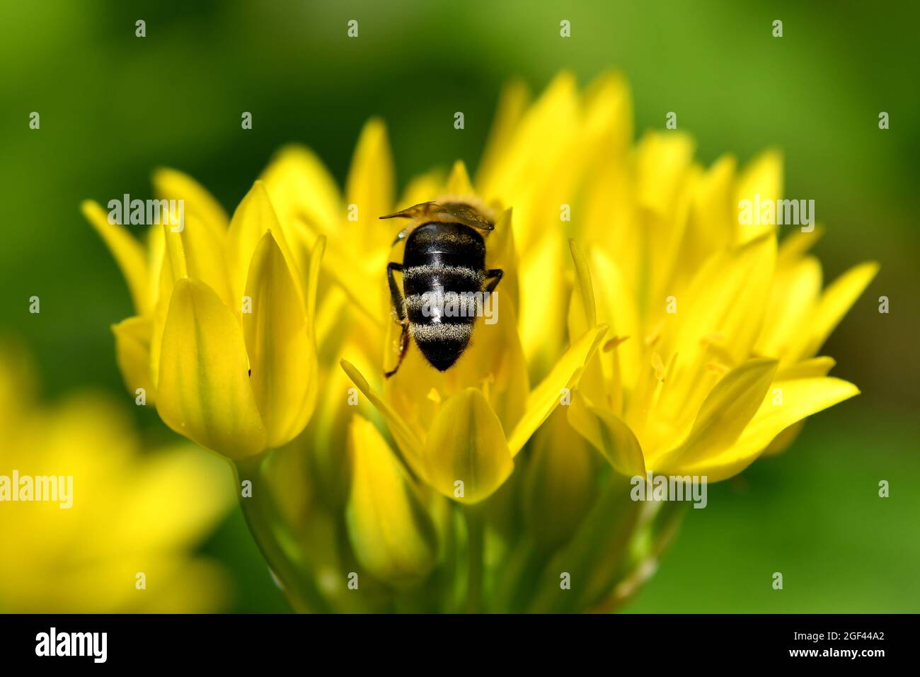 bee on yellow flower of magical herb moly. Stock Photo