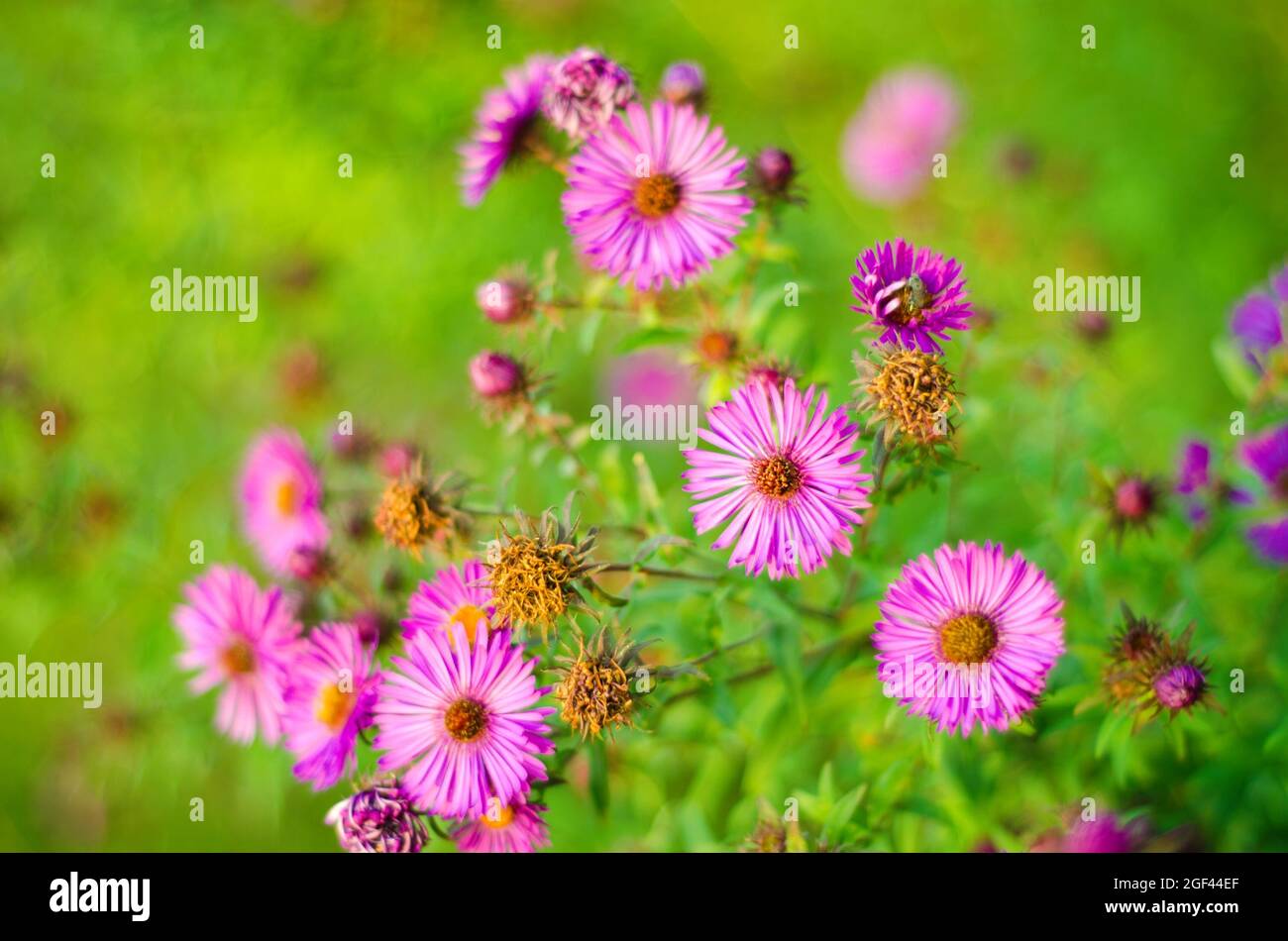 beautiful purple flowers in a garden Stock Photo - Alamy