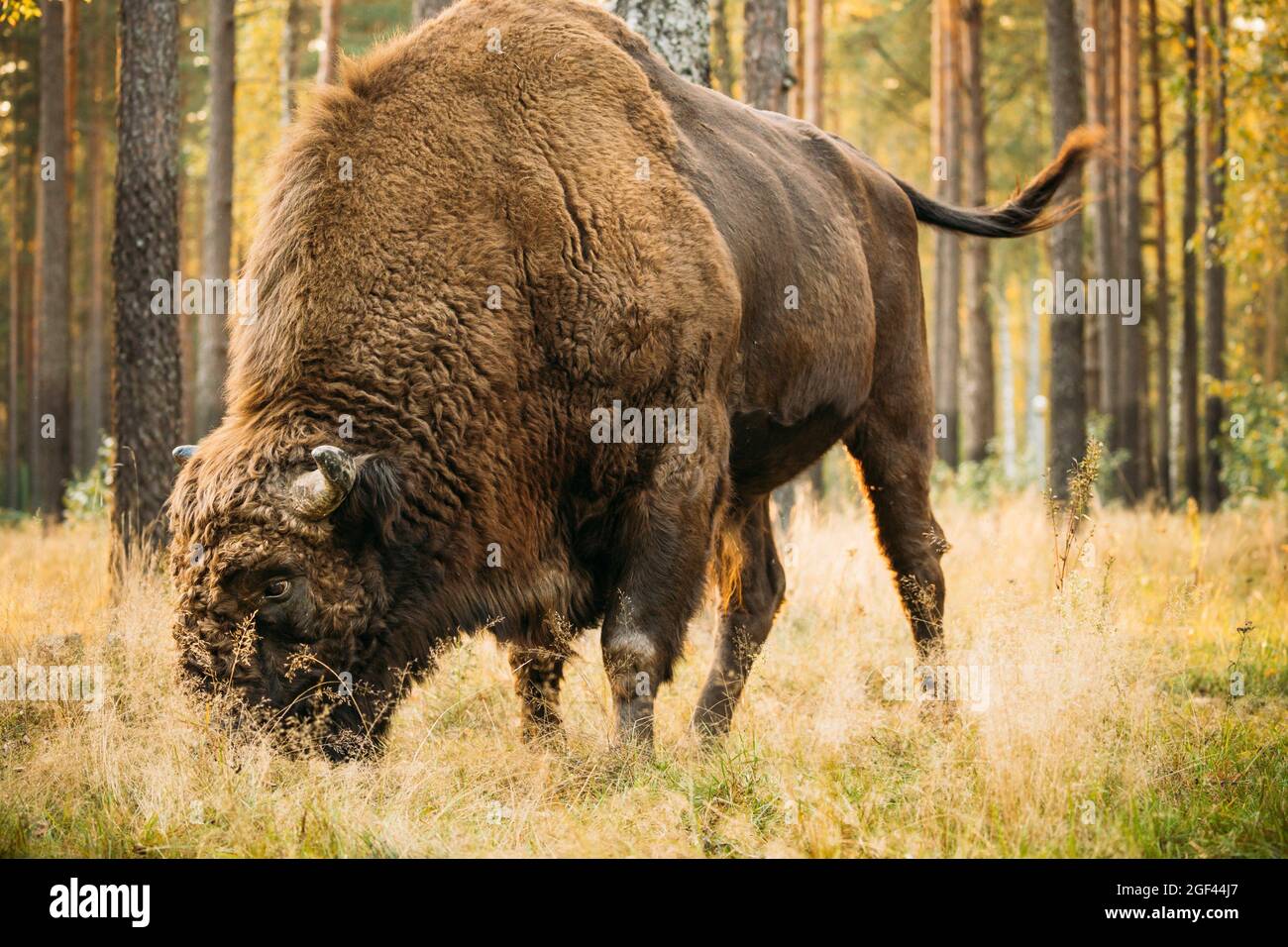 european bison vs american bison