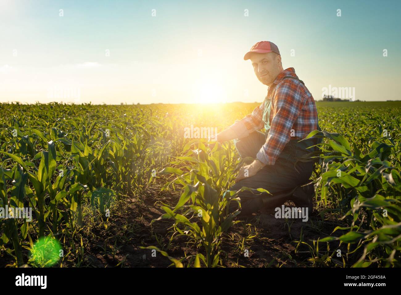 Middle age male caucasian maize farmer kneeled for inspection corn