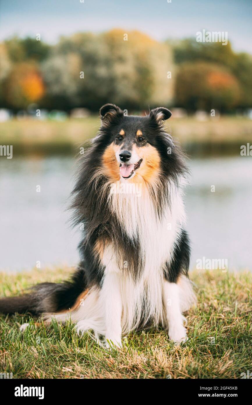 Tricolor Rough Collie, Funny Scottish Collie, Long-haired Collie, English  Collie, Lassie Dog Sitting Outdoors In Summer Day. Portrait - a Royalty  Free Stock Photo from Photocase