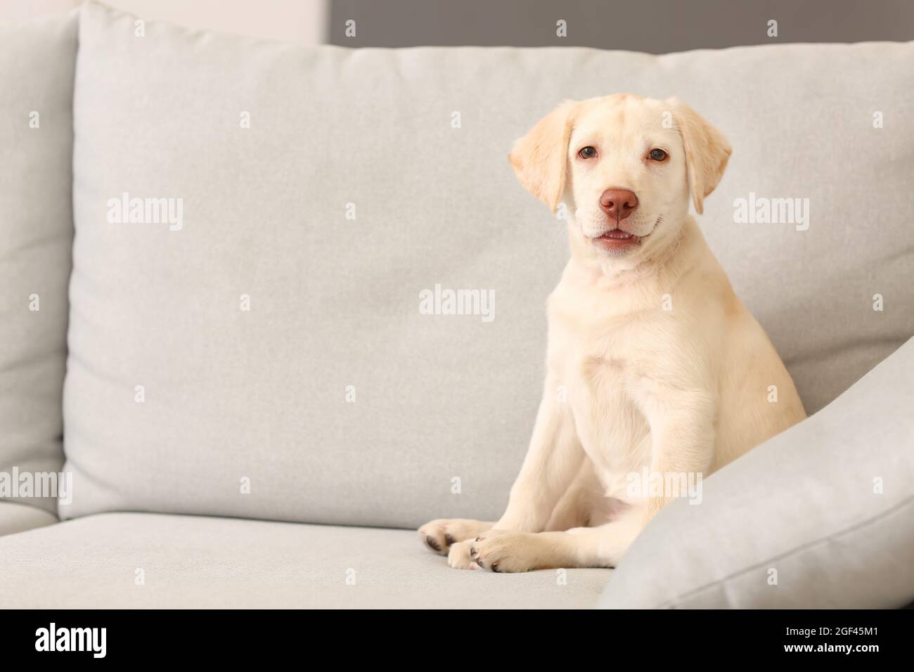 labrador sofa