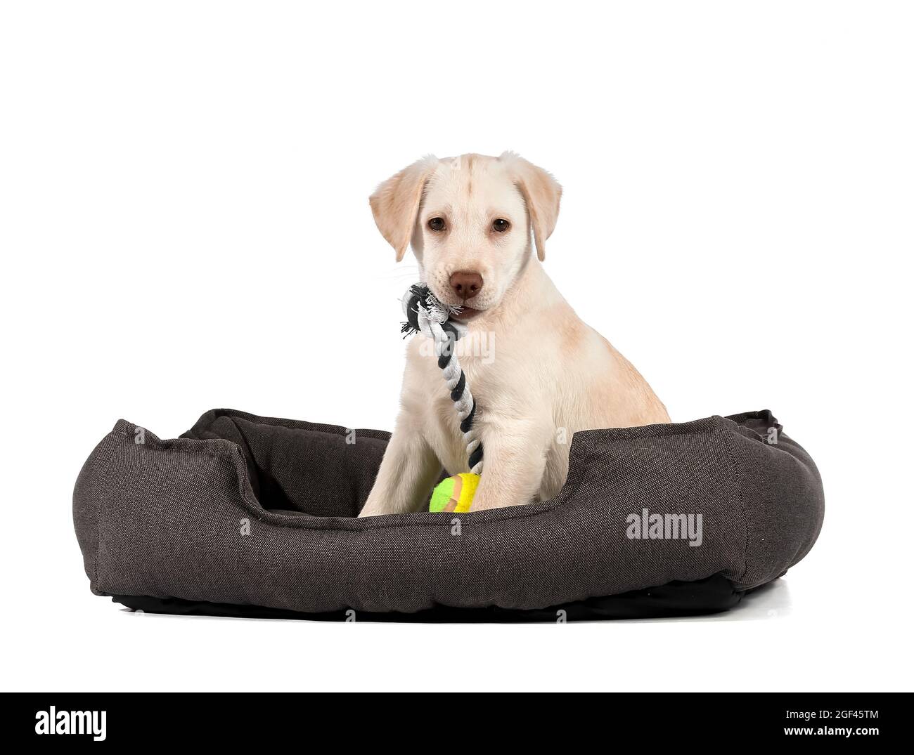 Cute Labrador puppy with toy on pet bed against white background Stock ...