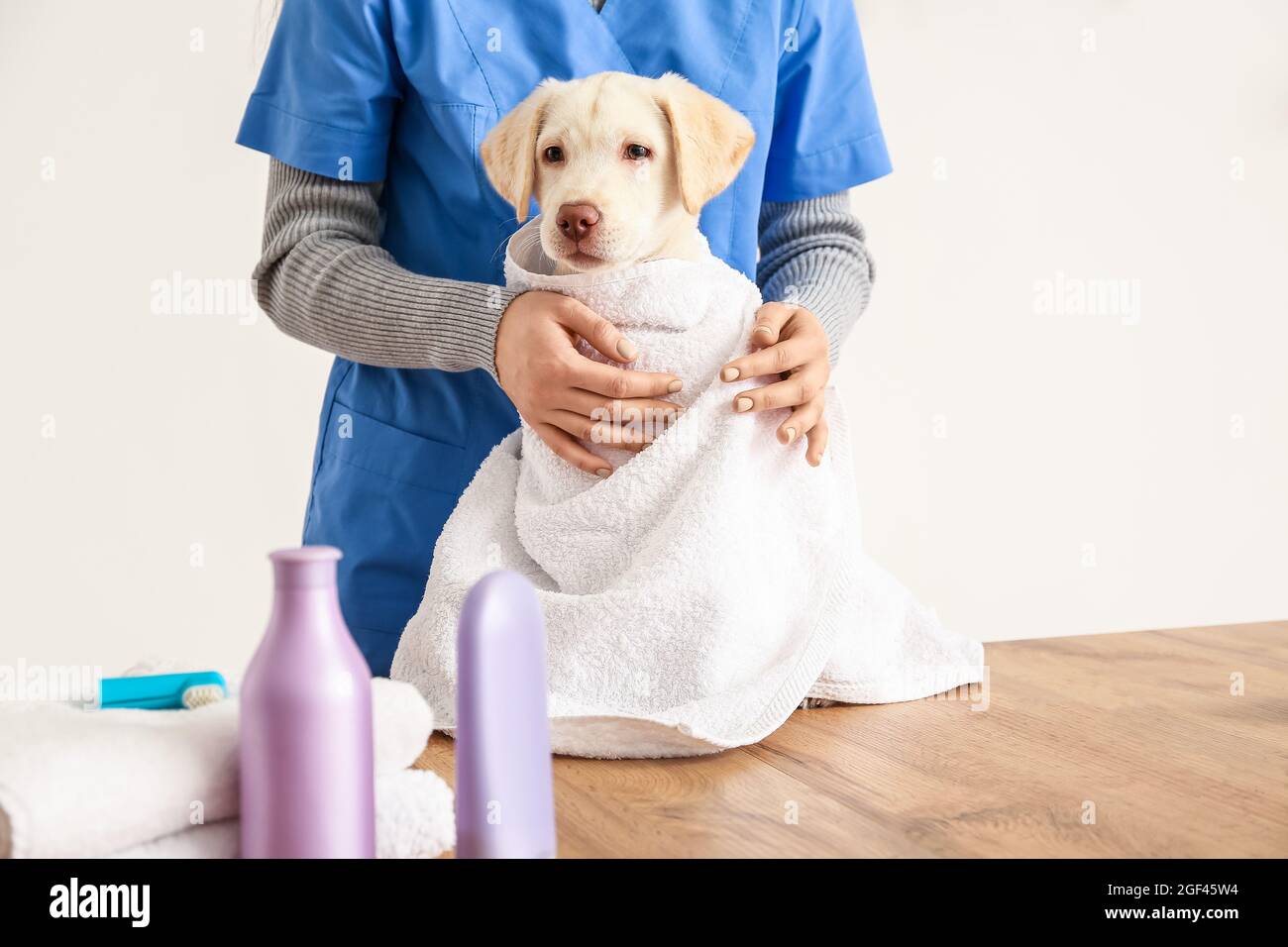 Female groomer wiping dog's hair after washing in salon Stock Photo Alamy
