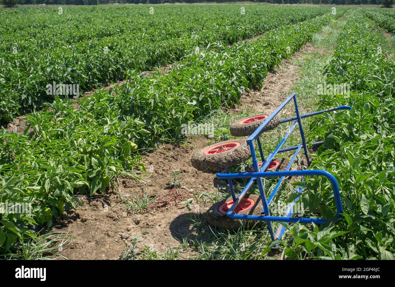 Harvest trolley over young tomatoes plantation furrows. Agricultural transport equipment. Stock Photo