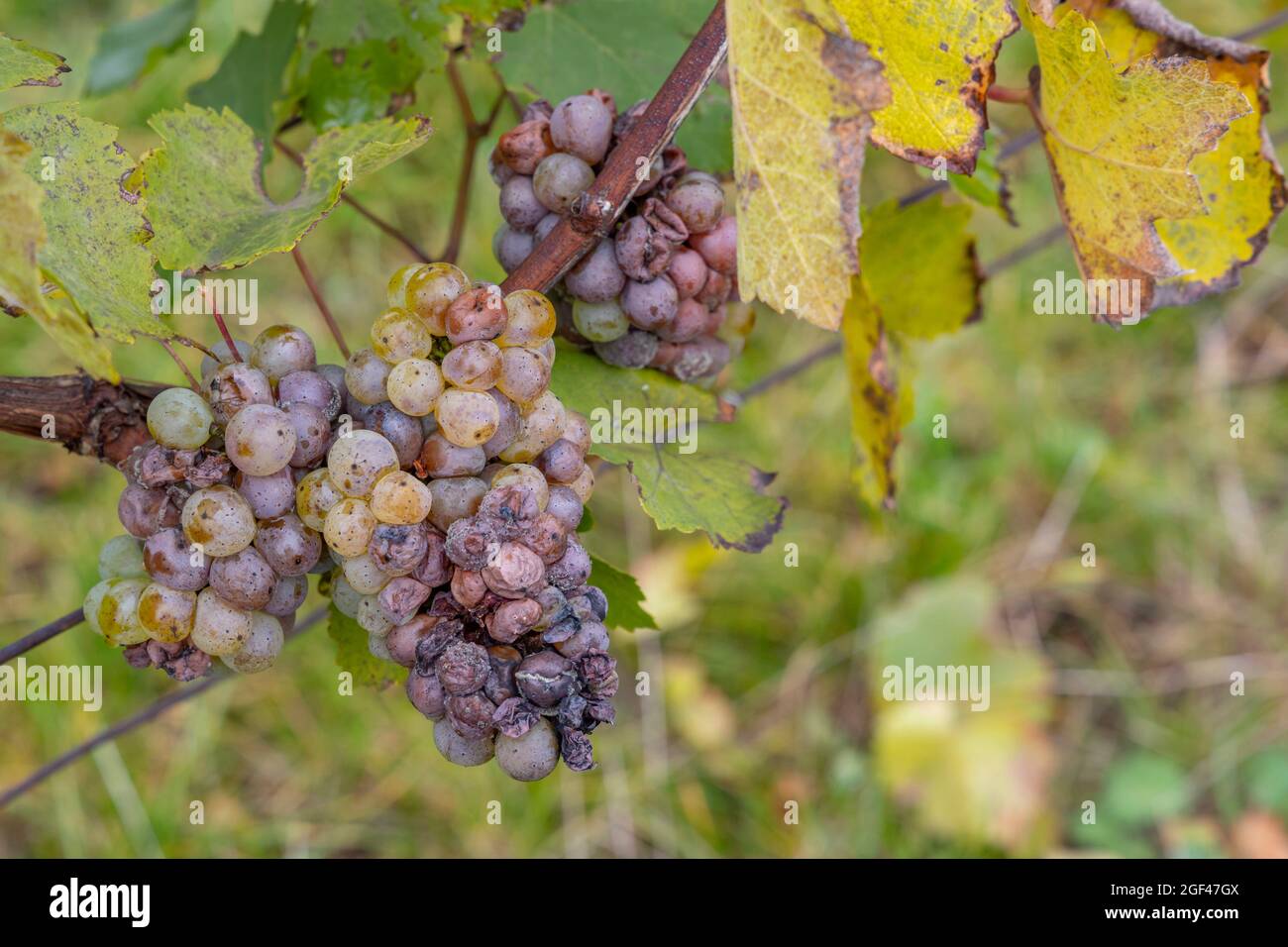 Healthy unhealthy plant hires stock photography and images Alamy