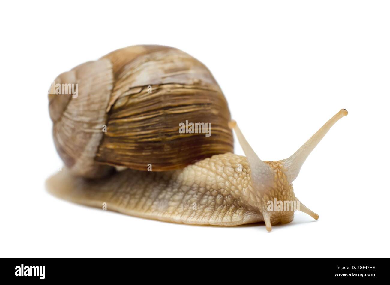 snail isolated on a white background Stock Photo