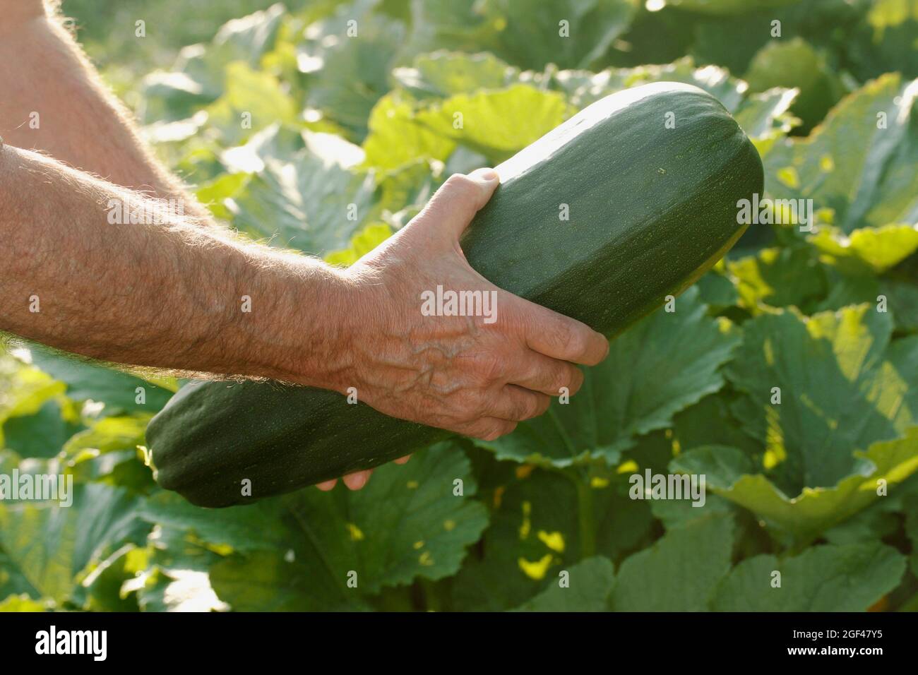 Collecting a big zucchini from kitchen garden. Stock Photo