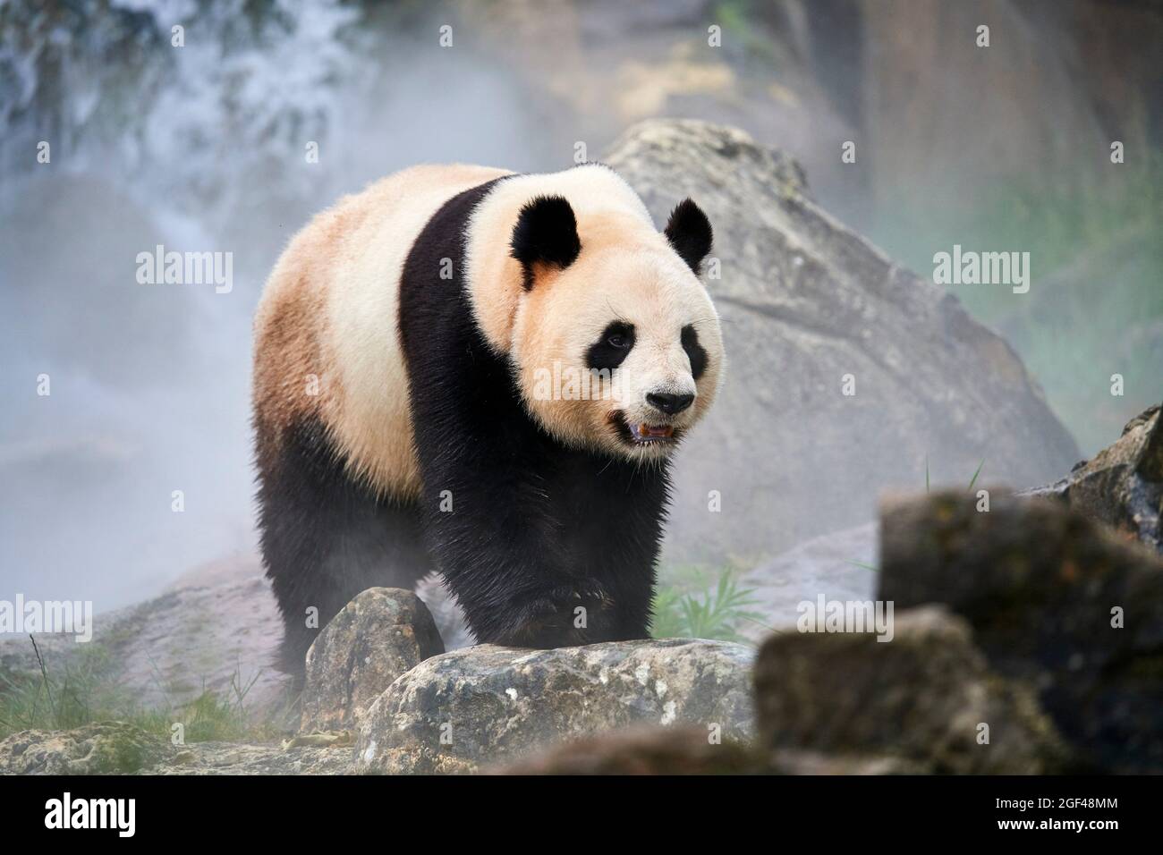 Giant panda (Ailuropoda melanoleuca) male out in her enclosure in mist, Captive at Beauval Zoo, Saint Aignan sur Cher, France. The mist is created Stock Photo