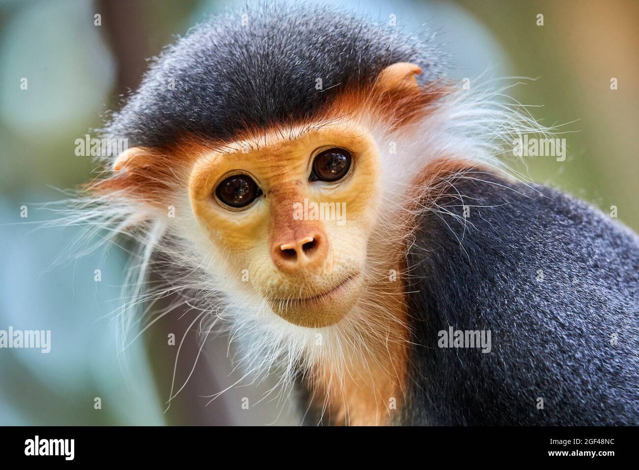 Douc Langur monkey female portrait (Pygathrix nemaeus) captive. Critically endangered on the IUCN Red List. ZooPark Beauval, France. Stock Photo