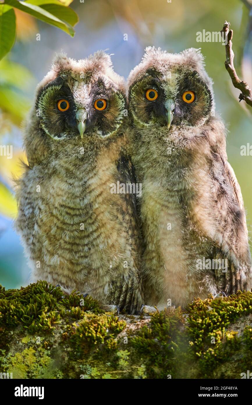 Two Long-eared owl chick (Asio otus) perched in tree. Alsace. France. Stock Photo