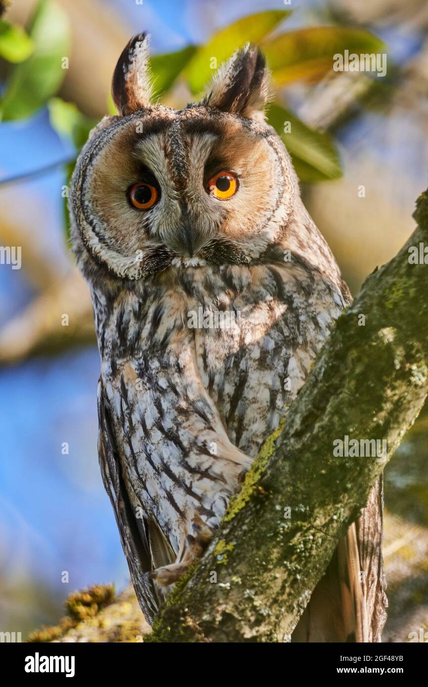 Long-eared owl (Asio otus) perched in tree. Alsace. France. Stock Photo