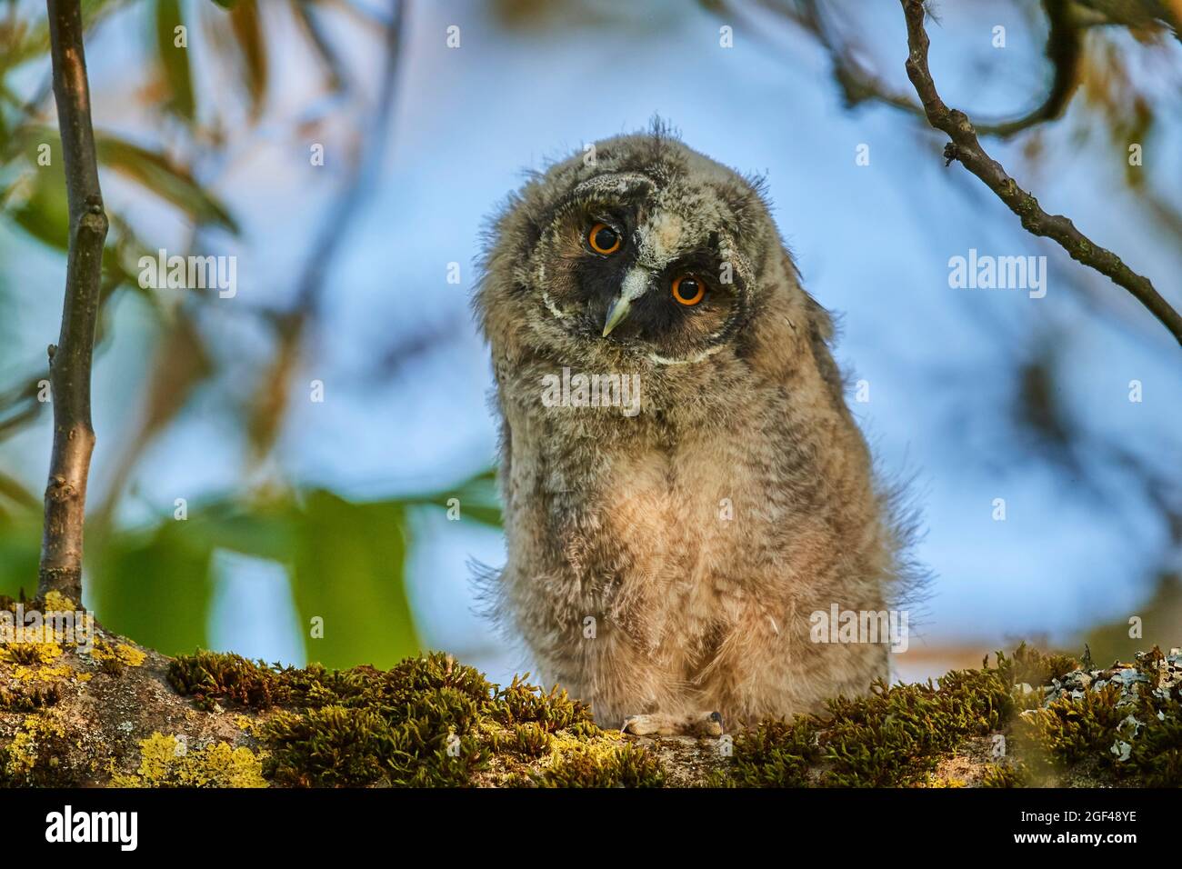 Long-eared owl chick (Asio otus) perched in tree. Alsace. France. Stock Photo
