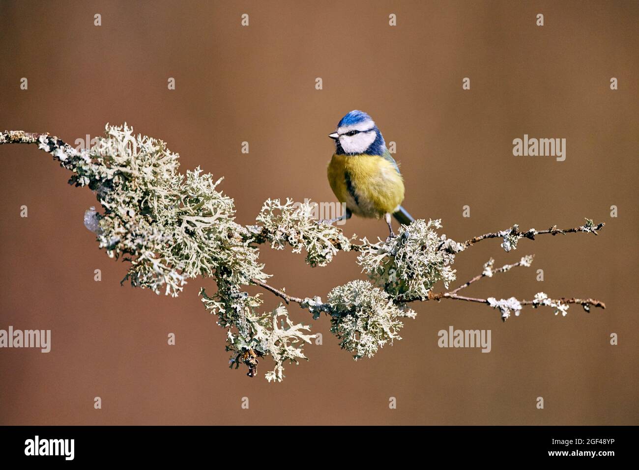 Blue tit (Cyanistes caeruleus) perched on branch. Moselle, France. Stock Photo