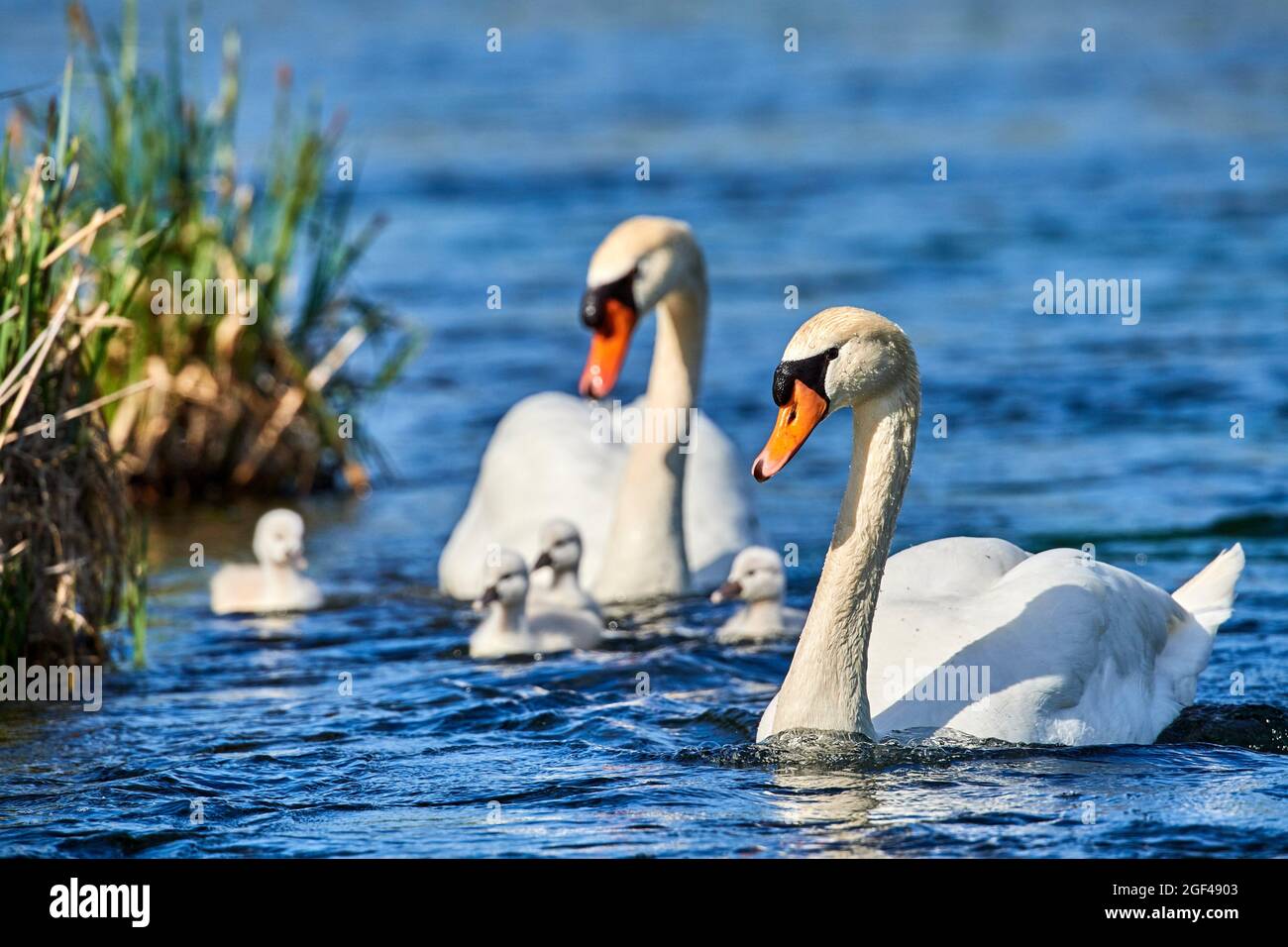Mute swan pair(Cygnus olor) and cygnets on water. Alsace, France. Stock Photo