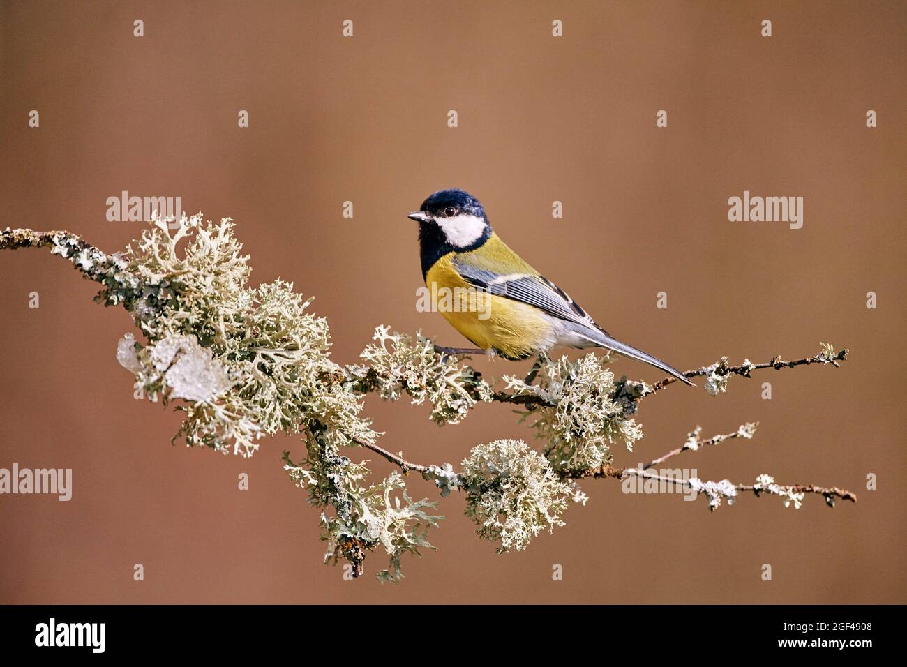 Great tit (Parus major) perched on branch, Moselle, France. Stock Photo
