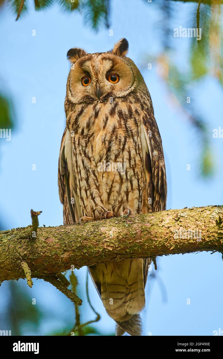 Long-eared owl (Asio otus) perched in tree. Alsace. France. Stock Photo