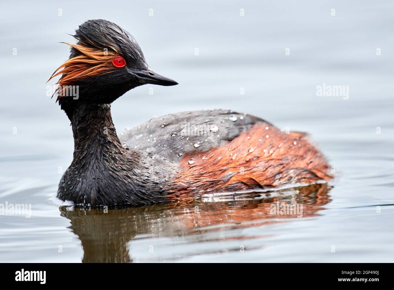 Black-necked Grebe (Podiceps nigricollis) in summer plumage on water. Cher Valley. France. Stock Photo