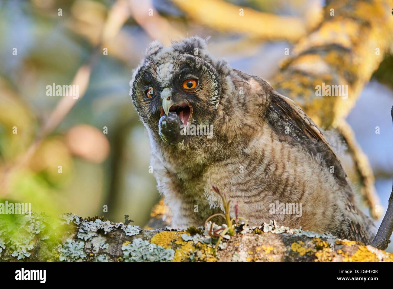 Long-eared owl chick regurgitating pellet (Asio otus) perched in tree. Alsace. France. Stock Photo