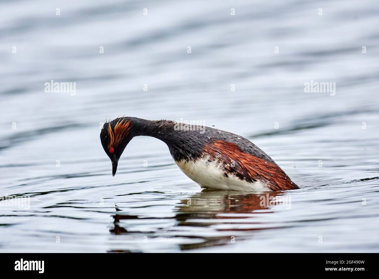 Black-necked Grebe diving (Podiceps nigricollis) in summer plumage on water. Cher Valley. France. Stock Photo