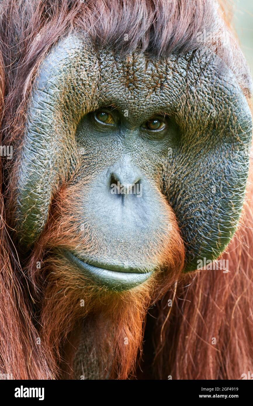 Male orang-utan portrait (Pongo pygmaeus). Native to Borneo. Captive, ZooPark Beauval, France. Critically endangered on the IUCN Red List. Stock Photo