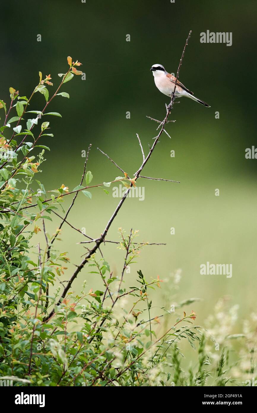 Red-backed shrike male (Lanius collurio) perched on branch. Cher Valley. France. Stock Photo