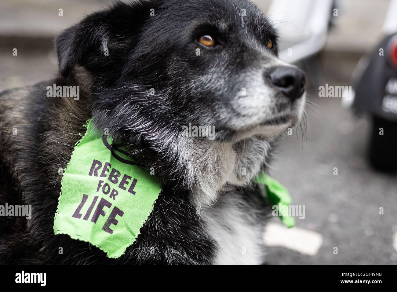London, UK. 23rd Aug, 2021. A dog with a placard saying 'Rebel for Life' during the Extinction Rebellion protest.Extinction Rebellion hold their first day of a two week demonstration in Central London. (Photo by Tejas Sandhu/SOPA Images/Sipa USA) Credit: Sipa USA/Alamy Live News Stock Photo