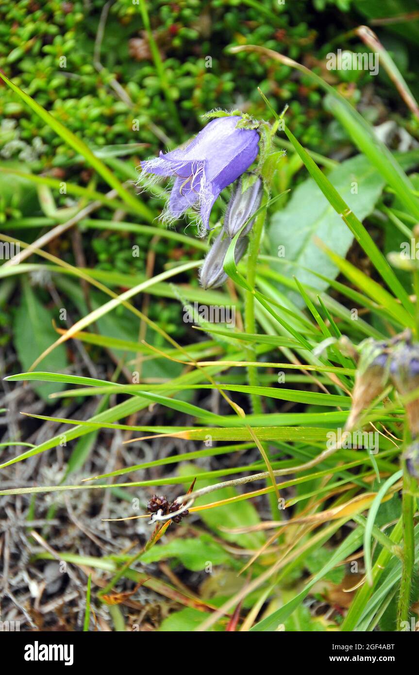 Bärtige Glockenblume, Campanula barbata, szakállas harangvirág, Europe Stock Photo