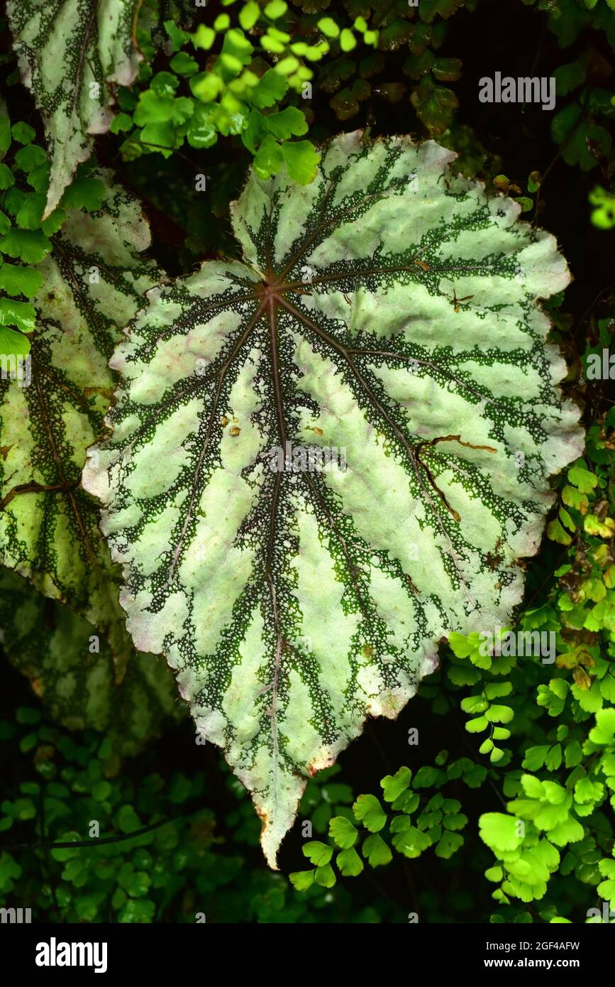 Begonia rex is an ornamental perennial plant native to tropical Asia. Leaf detail. Stock Photo