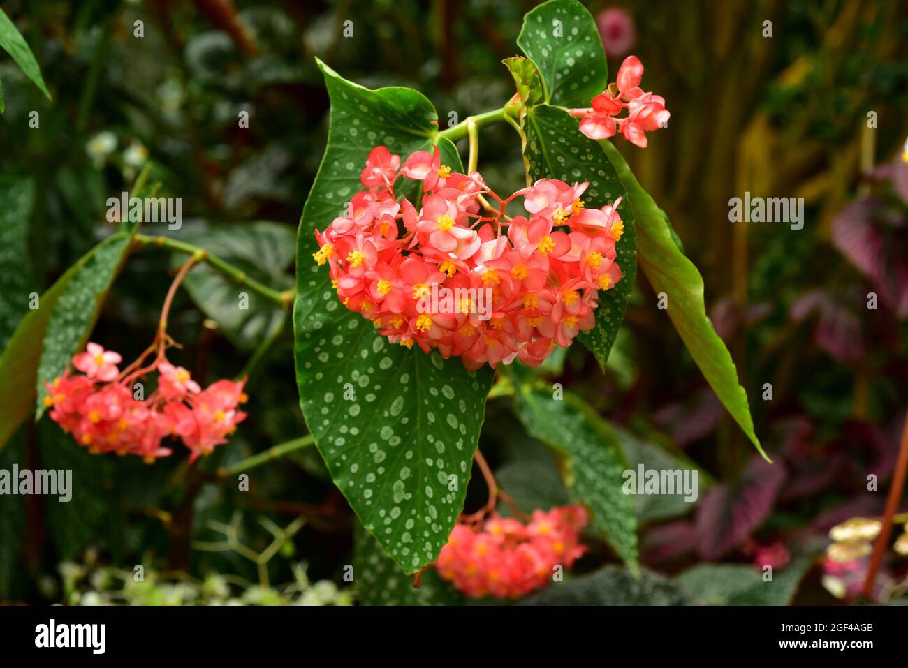 Scarlet begonia (Begonia coccinea) is an ornamental perennial plant native  to Mata Atlantica, Brazil Stock Photo - Alamy