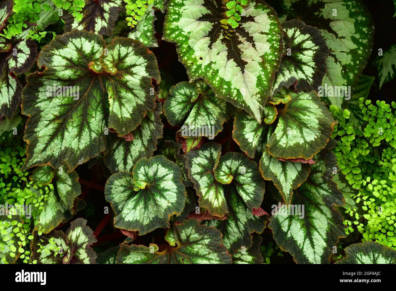 Begonia rex Scargot is an ornamental perennial plant native to tropical Asia. Stock Photo