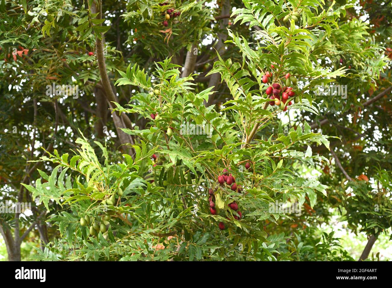 Wild plum or kaffir plum (Harpephyllum caffer) is an evergreen tree native to southern Africa. Its fruits are edible. Stock Photo