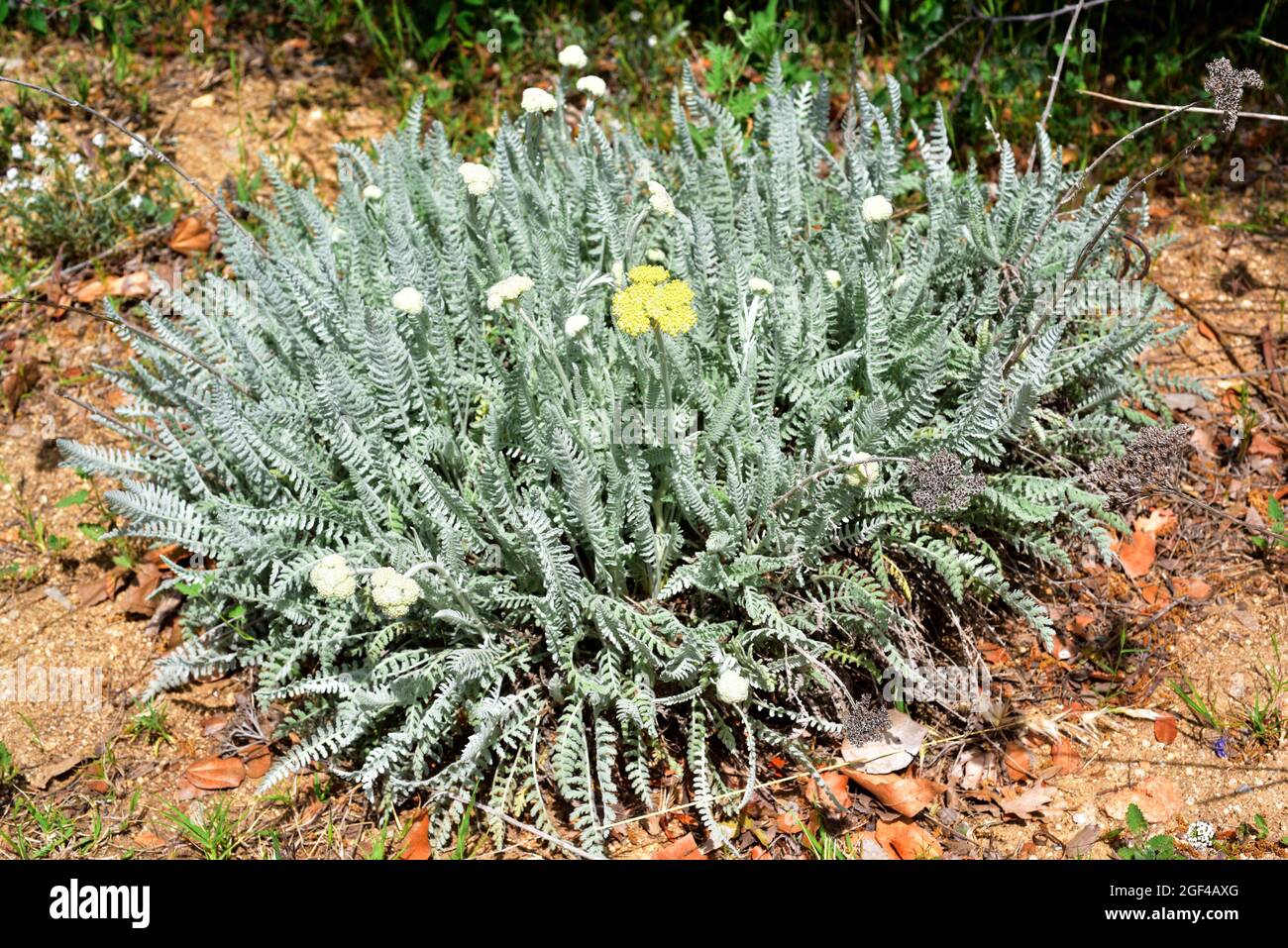 Achillea clypeolata is a perennial herb endemic to Bulgaria and Romania. Flowering plant. Stock Photo