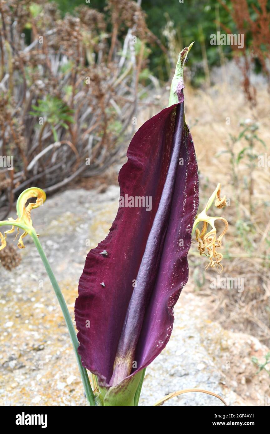 Dragon lily (Dracunculus vulgaris) is a perennial herb native to