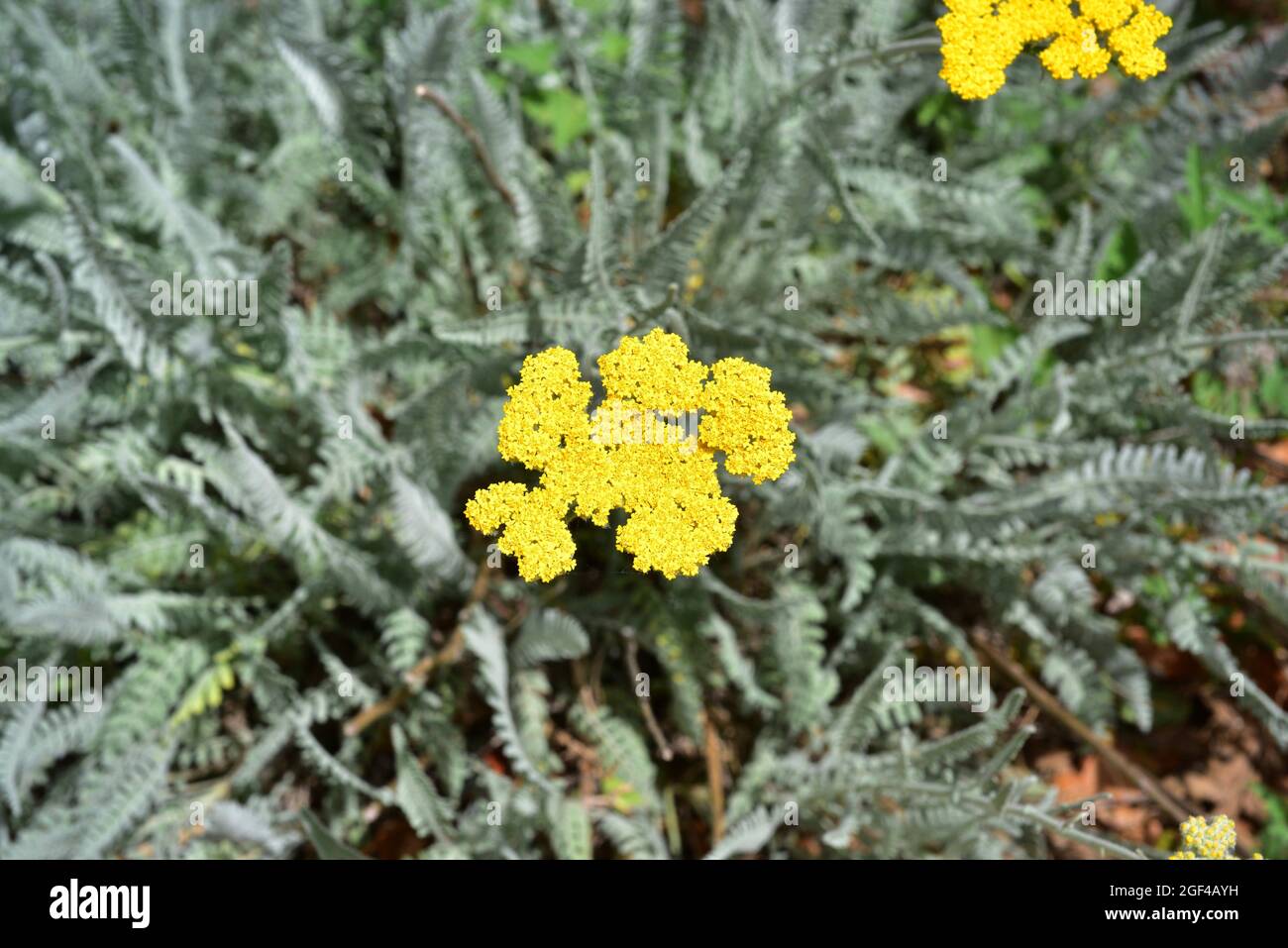 Achillea Clypeolata Hi Res Stock Photography And Images Alamy