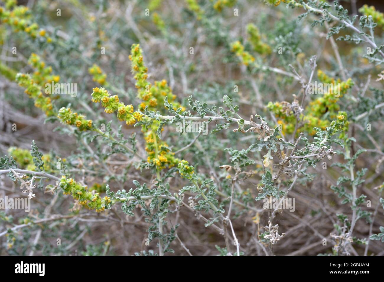 Burro bush (Ambrosia dumosa) is a shrub native to southern USA and northern Mexico. Flowers detail. Stock Photo