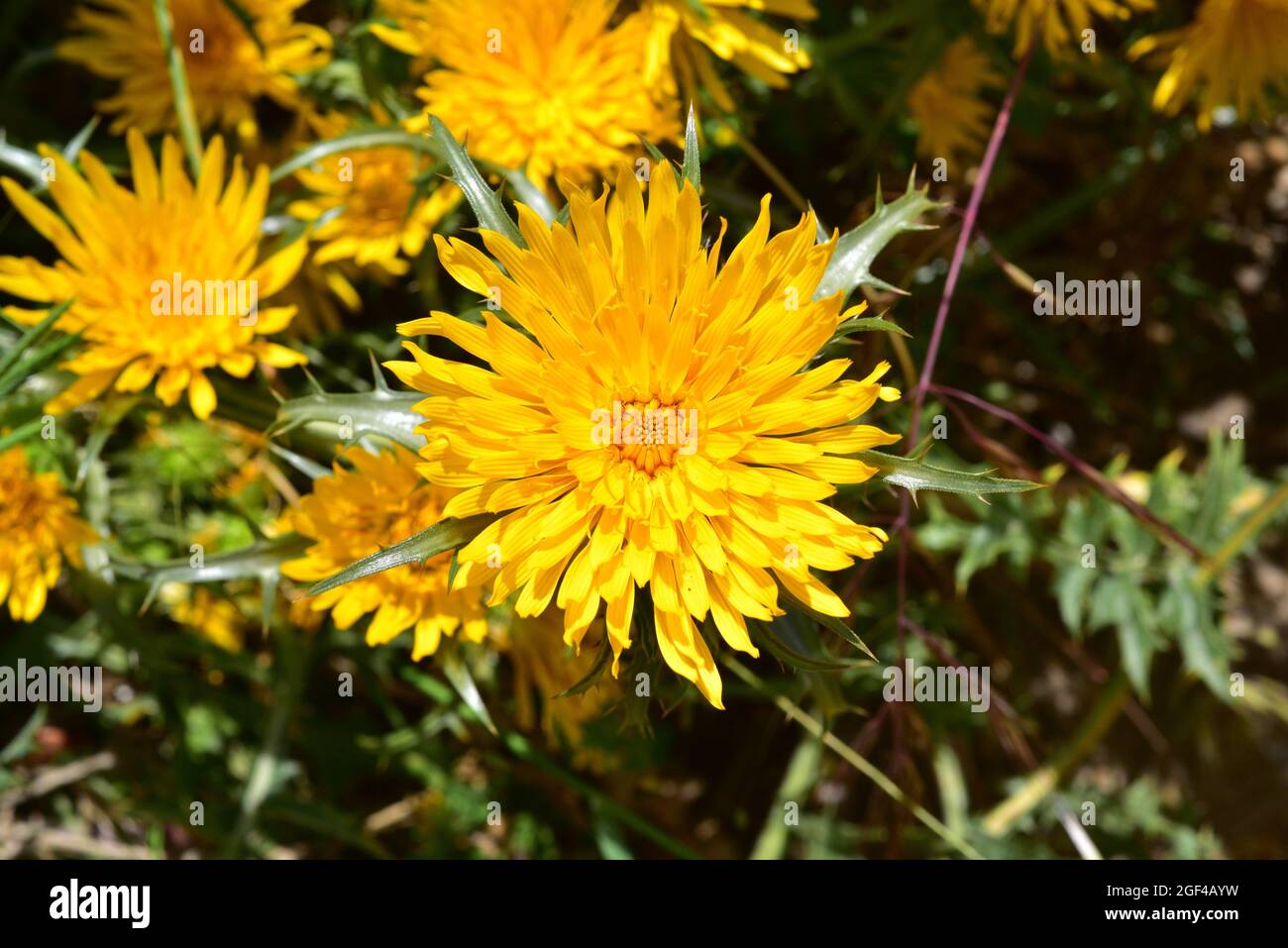 Scolymus grandiflorus is an annual or perennial spiny plant native to Mediterranean basin. Inflorescence detail. Stock Photo
