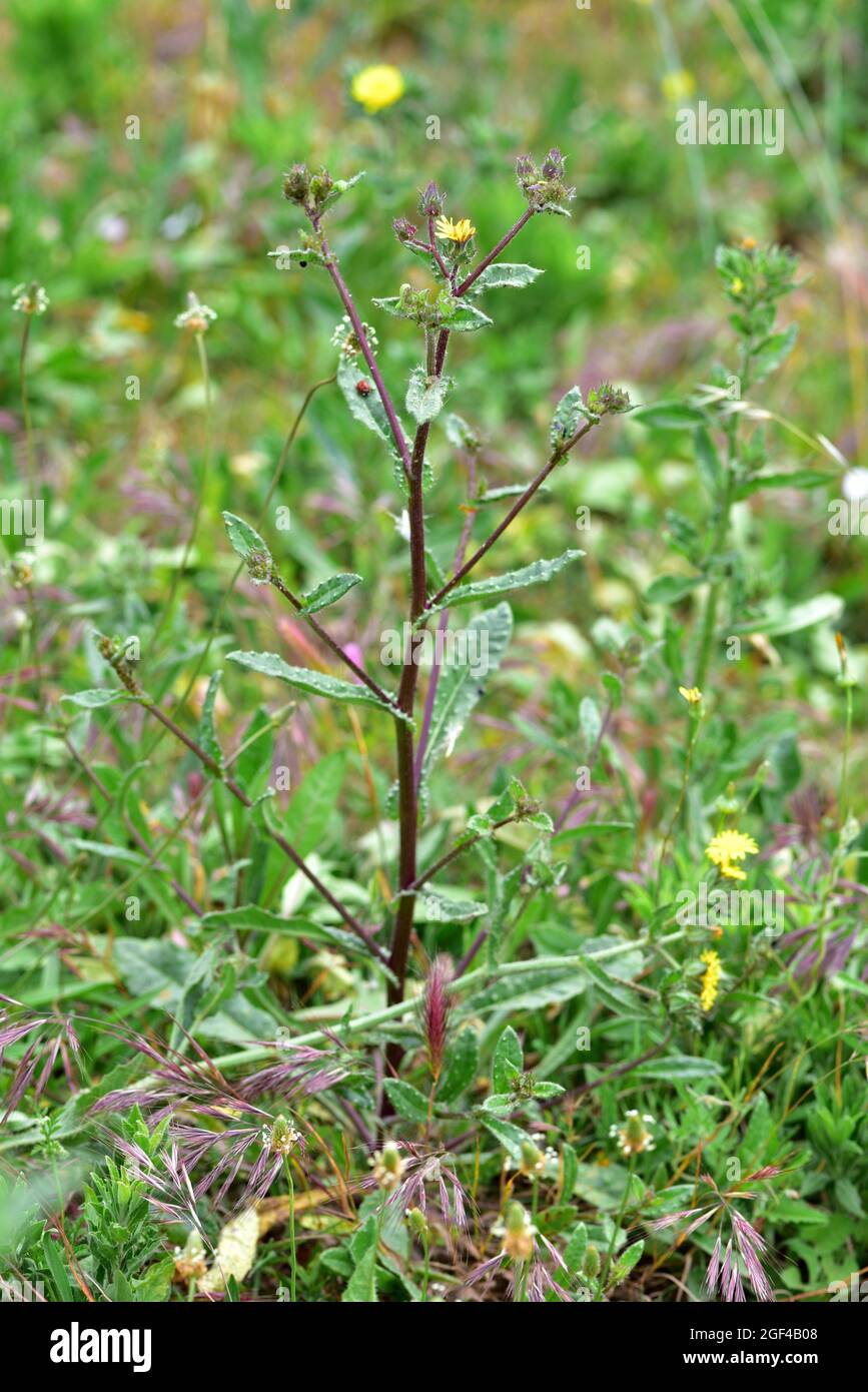 Bristly oxtongue (Picris echioides or Helminthotheca echioides) is an annual or biennial plant native to Mediterranean basin and naturalized in Stock Photo