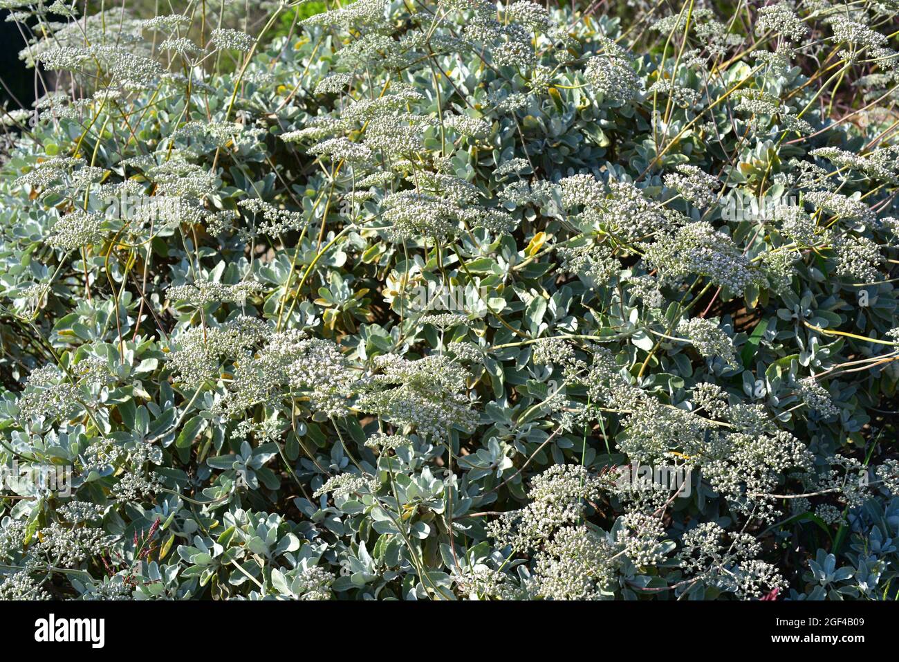 St. Catherine's lace (Eriogonum giganteum) is a shrub endemic to south California, USA. Stock Photo