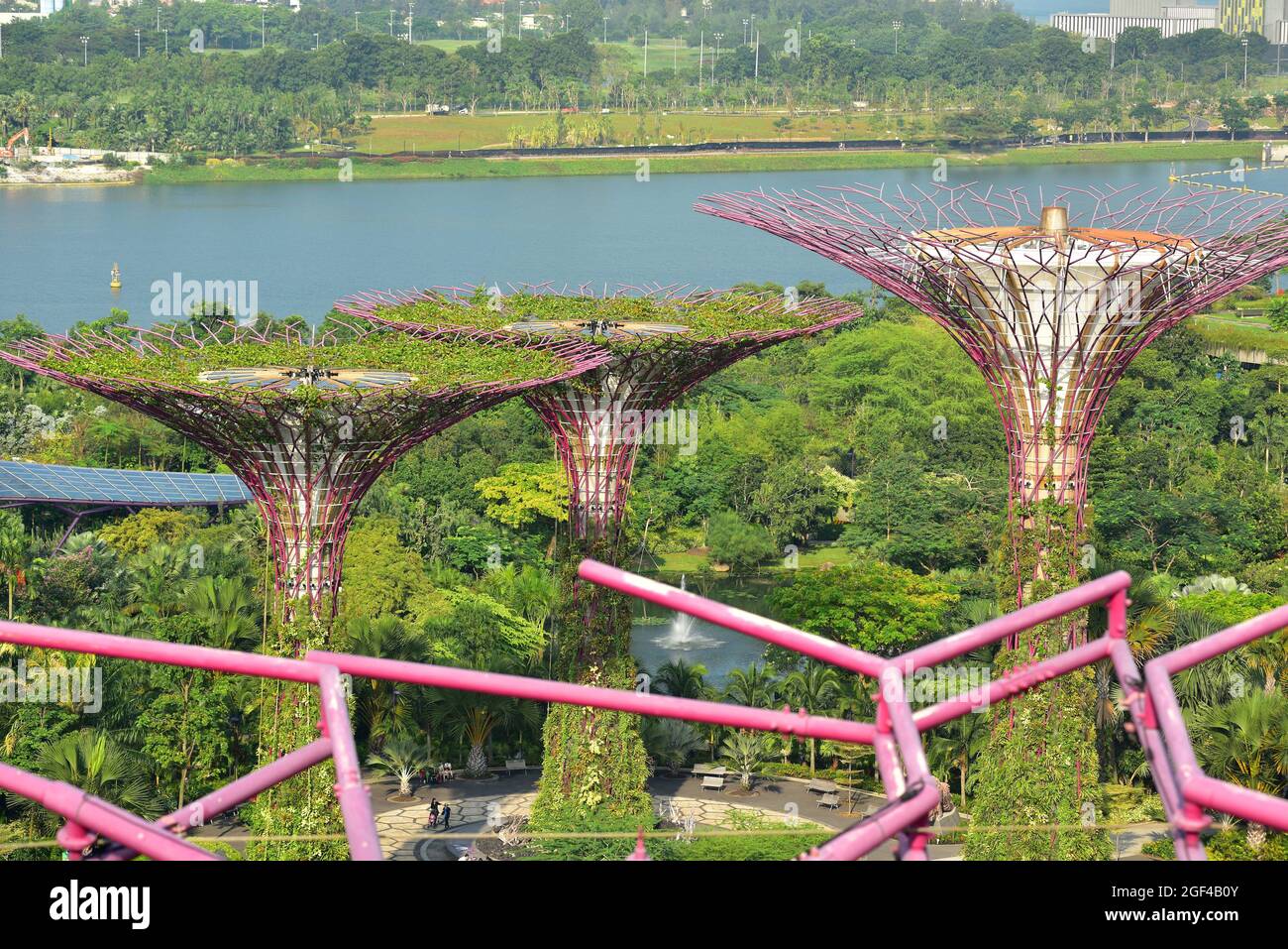 Singapore gardens bay tree hi-res stock photography and images - Alamy